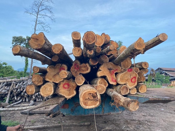 Raw Material Teak Wood